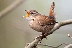 Zaunknig - Zum Vergroessern klicken!